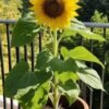 Sunflower Sunflower Plant (Helianthus Annuus / Live Sun-Loving Outdoor Flowering Plant)