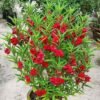 Balsam Balsam Plant (Impatiens Balsamina / Gulmehendi Live Outdoor Flowering Plant)