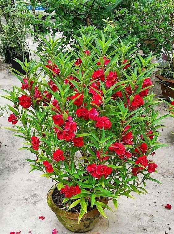 Balsam Balsam Plant (Impatiens Balsamina / Gulmehendi Live Outdoor Flowering Plant)