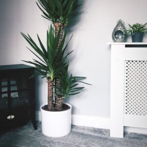 Yucca Palm Yucca Palm (Yucca Elephantipes Live Indoor & Outdoor Plant)
