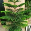 Araucaria Plant Araucaria Plant (Araucaria Heterophylla / Christmas Tree Live Indoor & Outdoor Conifer)
