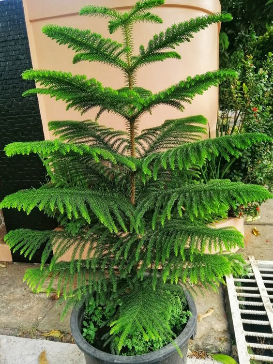 Araucaria Plant Araucaria Plant (Araucaria Heterophylla / Christmas Tree Live Indoor & Outdoor Conifer)