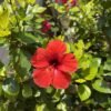 From Klickpin.com- 437975132537832404-pin-id-437975132537832404 Red Hibiscus Plant (Hibiscus Rosa-Sinensis / Live Outdoor Red Gudhal Flowering Plant)