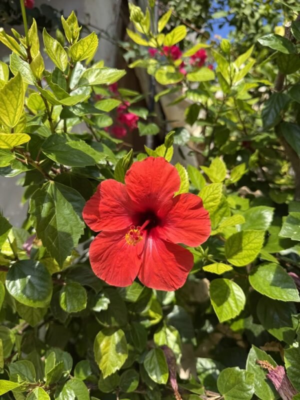 From Klickpin.com- 437975132537832404-pin-id-437975132537832404 Red Hibiscus Plant (Hibiscus Rosa-Sinensis / Live Outdoor Red Gudhal Flowering Plant)