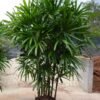 Rhapis Palm / Lady Palm (Raphis Live Indoor & Outdoor Plant)
