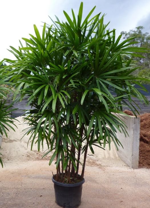 Rhapis Palm / Lady Palm (Raphis Live Indoor & Outdoor Plant)