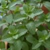 mint Mint Plant (Mentha spp. / Live Aromatic Kitchen Herb)