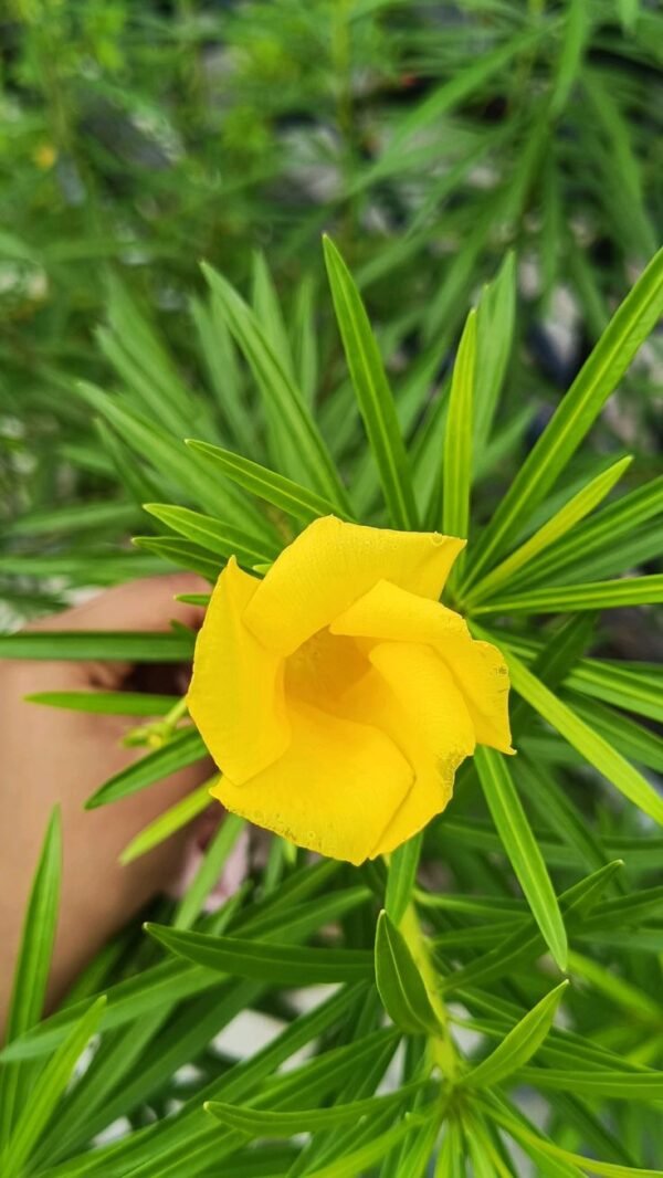Yellow Oleander Plant (Cascabela Thevetia / Nerium Oleander Live Outdoor Yellow Kaner Plant)