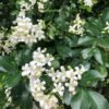 From Klickpin.com- 4598175355111104576-pin-id-4598175355111104576 Kamini Plant (Murraya Paniculata / Live Orange Jasmine Fragrant Outdoor Shrub)