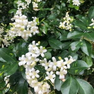 Kamini Plant (Murraya Paniculata / Live Orange Jasmine Fragrant Outdoor Shrub)