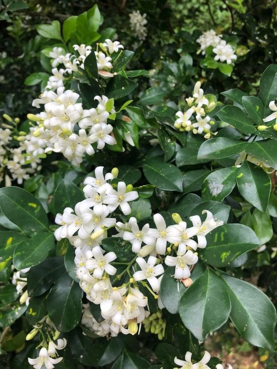 From Klickpin.com- 4598175355111104576-pin-id-4598175355111104576 Kamini Plant (Murraya Paniculata / Live Orange Jasmine Fragrant Outdoor Shrub)