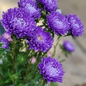 Aster Aster Plant (Callistephus Chinensis / Live Daisy-Like Outdoor Flowering Plant)