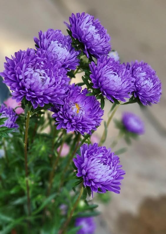 Aster Aster Plant (Callistephus Chinensis / Live Daisy-Like Outdoor Flowering Plant)
