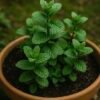 mint Mint Plant (Mentha spp. / Live Aromatic Kitchen Herb)