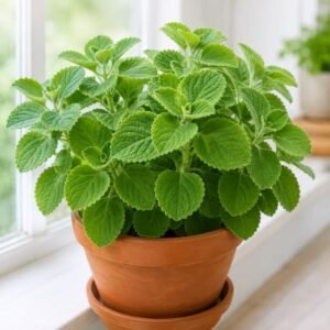 Mexican Mint Plant (Plectranthus Amboinicus / Ajwain Leaf Live Medicinal Plant)