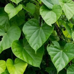 Giloy Plant (Tinospora Cordifolia / Live Immunity Medicinal Climber Vine)