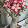 From Klickpin.com- 480196379018552968-pin-id-480196379018552968 Adenium Plant (Adenium Obesum / Live Desert Rose Flowering Succulent Plant)