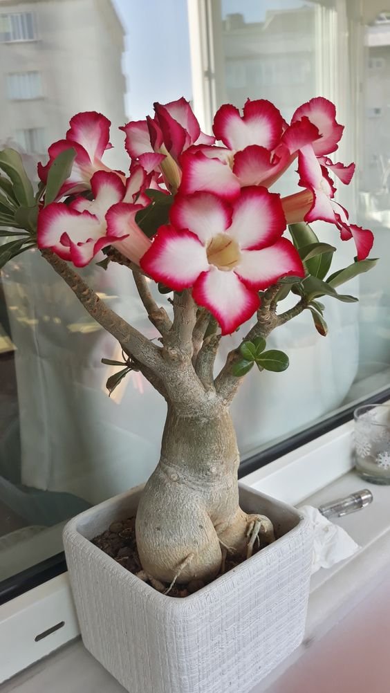 From Klickpin.com- 480196379018552968-pin-id-480196379018552968 Adenium Plant (Adenium Obesum / Live Desert Rose Flowering Succulent Plant)