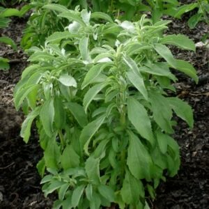 Stevia Plant (Stevia Rebaudiana / Live Natural Sweet Leaf Plant)