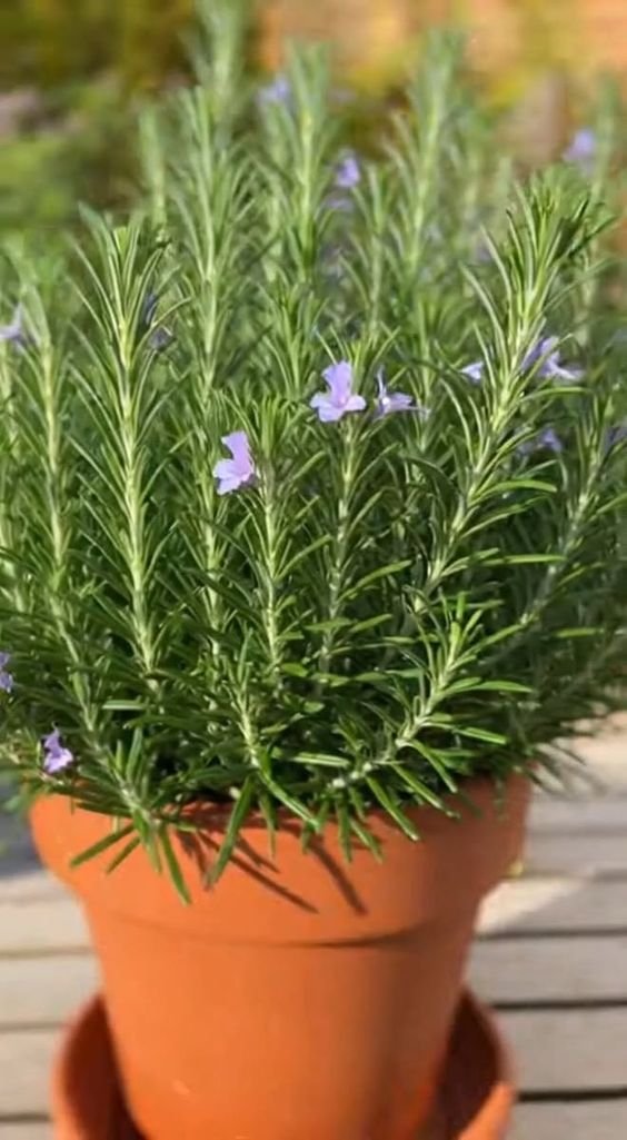 rosemary-plant Rosemary Plant (Salvia Rosmarinus / Live Aromatic Culinary & Medicinal Herb)