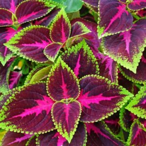 Coleus Plant (Solenostemon Scutellarioides / Live Multicolor Foliage Plant)