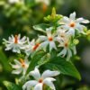 From Klickpin.com- 521432463129085024-pin-id-521432463129085024 Parijat Plant (Nyctanthes Arbor-tristis / Live Night-Blooming Jasmine Harsringar Plant)