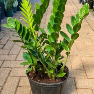 ZZ Plant (Zamioculcas Zamiifolia / Live Air-Purifying Indoor Plant)