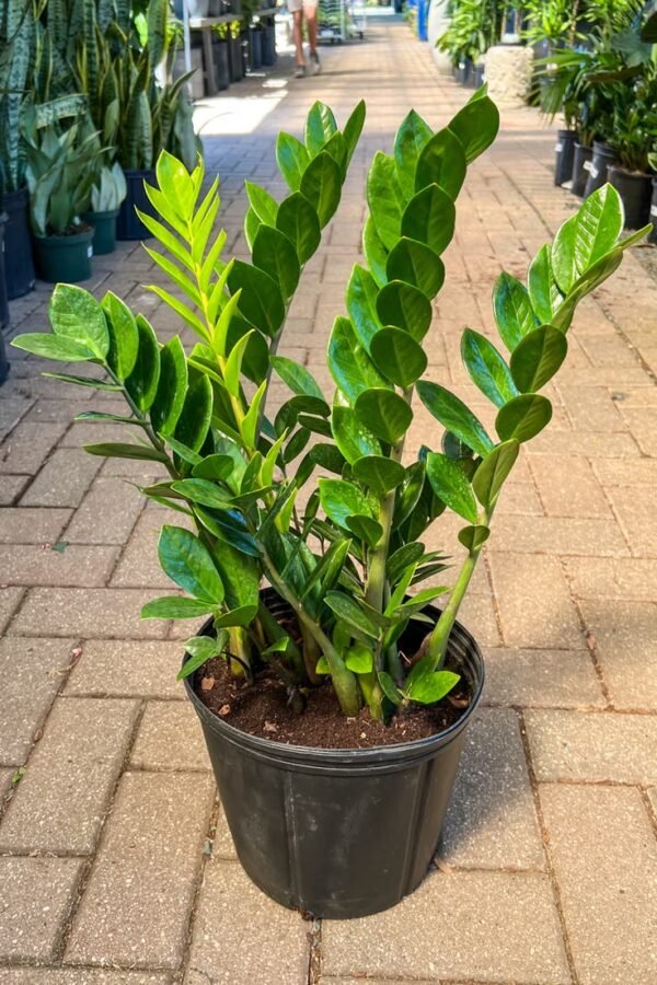 low-light-plant ZZ Plant (Zamioculcas Zamiifolia / Live Air-Purifying Indoor Plant)