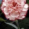 From Klickpin.com- 566468459390056258-pin-id-566468459390056258 Carnation Plant (Dianthus Caryophyllus / Live Fragrant Outdoor Flowering Plant)