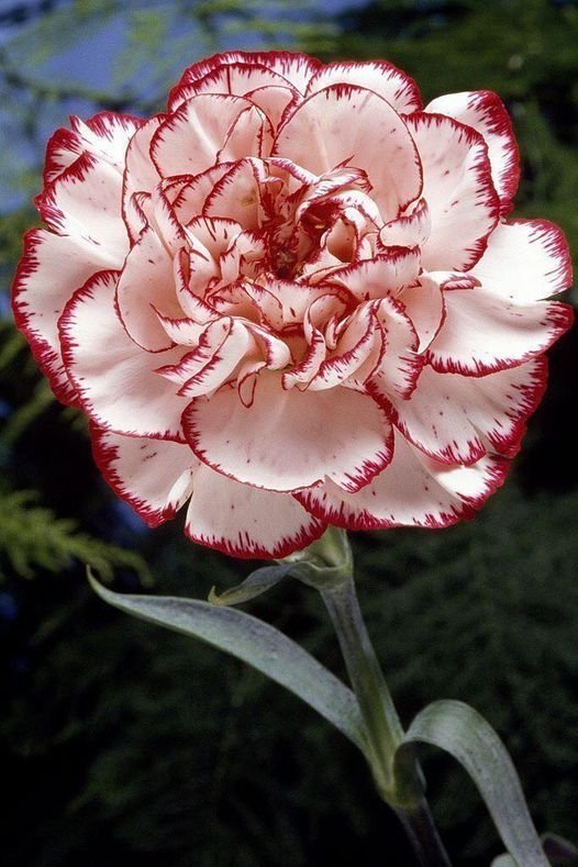 From Klickpin.com- 566468459390056258-pin-id-566468459390056258 Carnation Plant (Dianthus Caryophyllus / Live Fragrant Outdoor Flowering Plant)