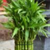 lucky-bamboo Lucky Bamboo Plant (Dracaena Sanderiana / Live Feng Shui Indoor Plant)
