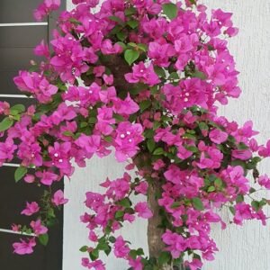 Bougainvillea Spectabilis (Paper Flower / Live Outdoor Flowering Climber)