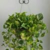 Money Plant