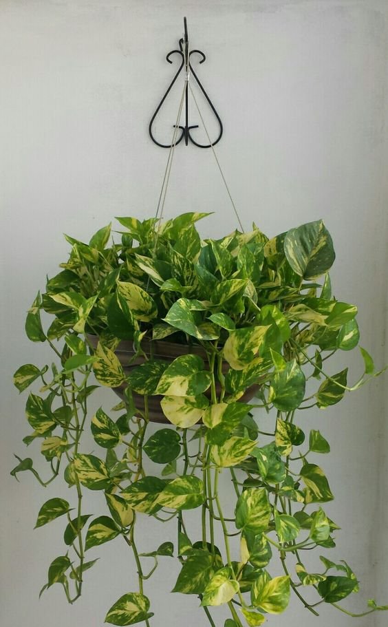 Money Plant