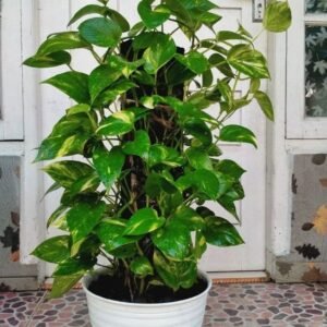 Money Plant