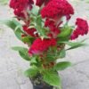 Celosia Celosia Plant (Celosia Argentea / Live Cockscomb Outdoor Flowering Plant)
