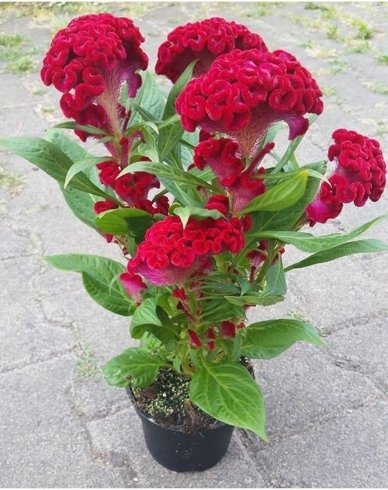 Celosia Celosia Plant (Celosia Argentea / Live Cockscomb Outdoor Flowering Plant)