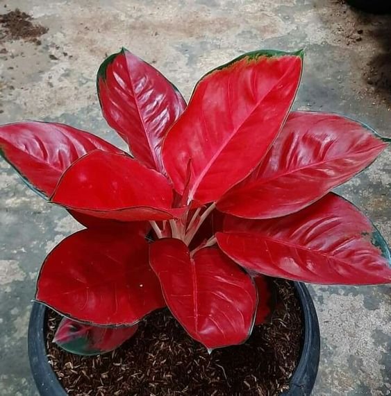 aglaonema Red Aglaonema Plant (Aglaonema Anyamanee / Live Red Chinese Evergreen Indoor Plant)