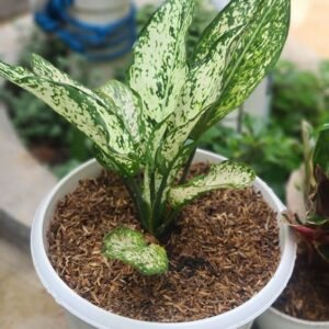 Aglaonema Snow White Plant (Chinese Evergreen Live Air-Purifying Indoor Plant)