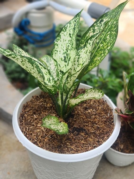 Aglaonema Snow White Plant (Chinese Evergreen Live Air-Purifying Indoor Plant)