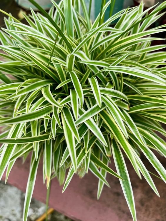 From Klickpin.com- 605663849931233820-pin-id-605663849931233820 Spider Plant (Chlorophytum Comosum / Live Air-Purifying Indoor Plant)