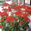 Kalanchoe Kalanchoe Plant (Kalanchoe Blossfeldiana / Live Indoor & Outdoor Flowering Succulent Plant)