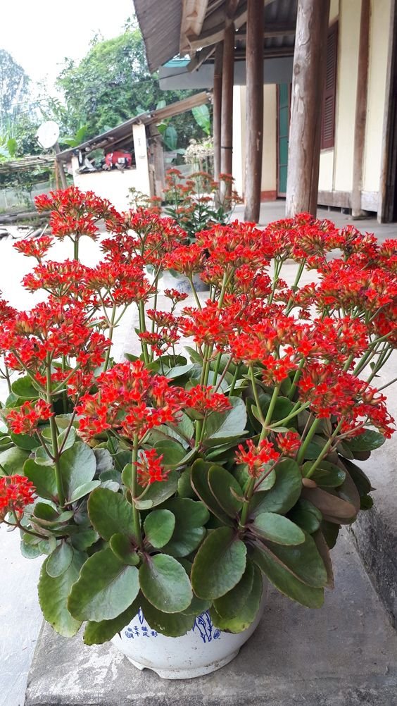 Kalanchoe Kalanchoe Plant (Kalanchoe Blossfeldiana / Live Indoor & Outdoor Flowering Succulent Plant)