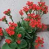 Kalanchoe Kalanchoe Plant (Kalanchoe Blossfeldiana / Live Indoor & Outdoor Flowering Succulent Plant)