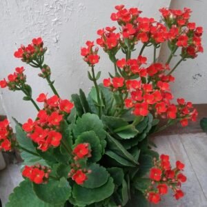 Kalanchoe Kalanchoe Plant (Kalanchoe Blossfeldiana / Live Indoor & Outdoor Flowering Succulent Plant)