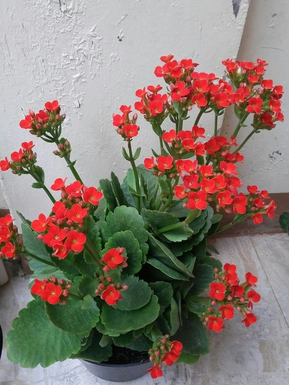 Kalanchoe Kalanchoe Plant (Kalanchoe Blossfeldiana / Live Indoor & Outdoor Flowering Succulent Plant)