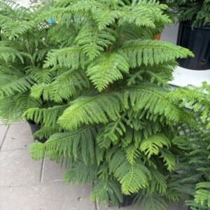 Araucaria Plant Araucaria Plant (Araucaria Heterophylla / Christmas Tree Live Indoor & Outdoor Conifer)