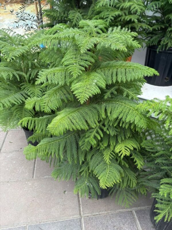Araucaria Plant Araucaria Plant (Araucaria Heterophylla / Christmas Tree Live Indoor & Outdoor Conifer)