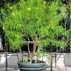 Yellow Oleander Plant (Cascabela Thevetia / Nerium Oleander Live Outdoor Yellow Kaner Plant)