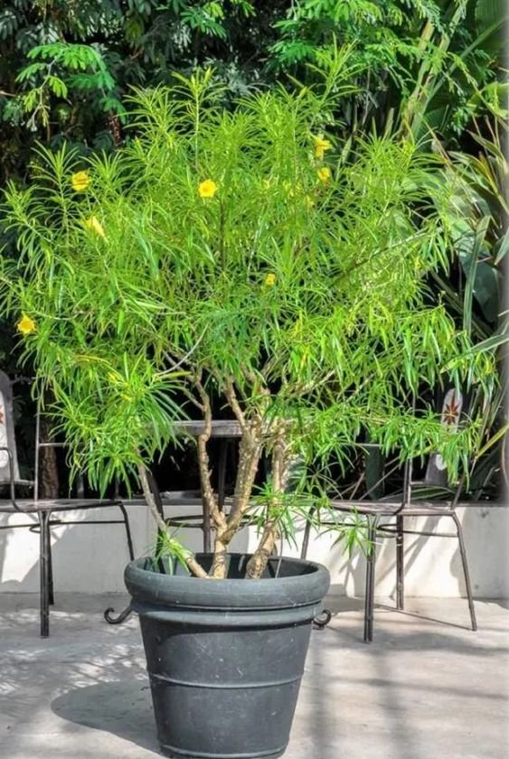 Yellow Oleander Plant (Cascabela Thevetia / Nerium Oleander Live Outdoor Yellow Kaner Plant)